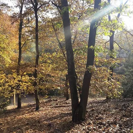 Lodge Zold Kabin